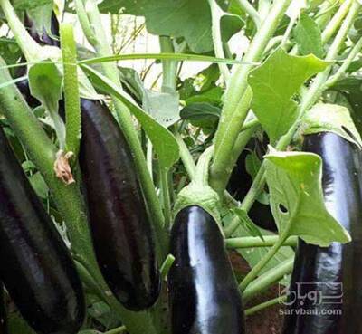 فروش بادمجان هوای آزاد