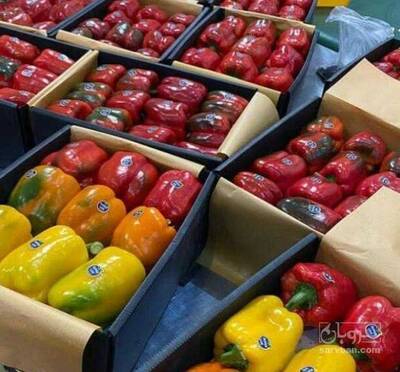 فروش فلفل دلمه ای رنگی صادراتی
