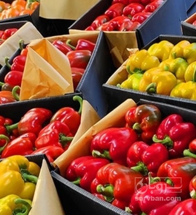 فروش فلفل دلمه ای