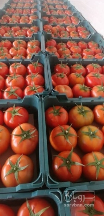 فروش گوجه فرنگی 4129