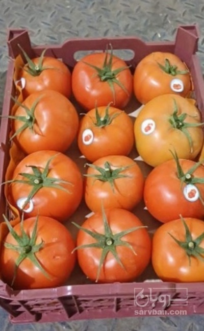 فروش گوجه فرنگی دافنیس صادراتی