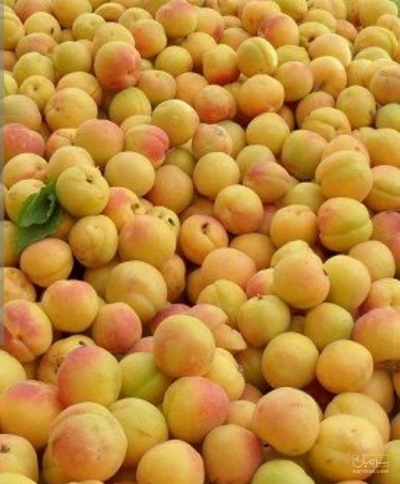 فروش زردآلو