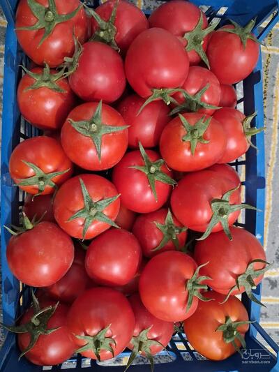 فروش گوجه فرنگی هوای ازاد