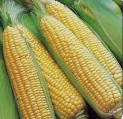فروش ذرت