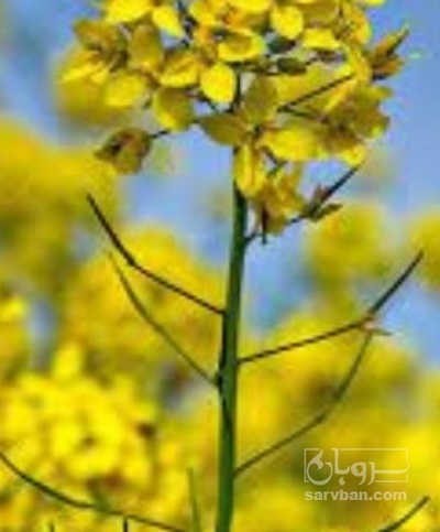 فروش کلزا