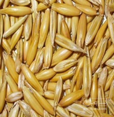 فروش جو