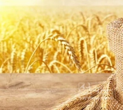 فروش گندم