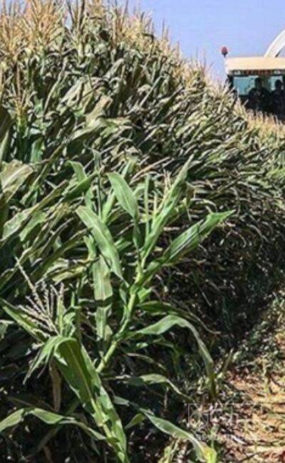 فروش چاپر ذرت - سیلاژ ذرت