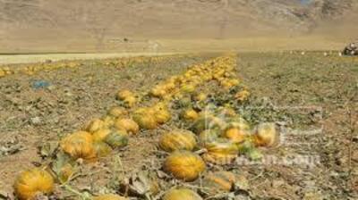 فروش کدو عمانی