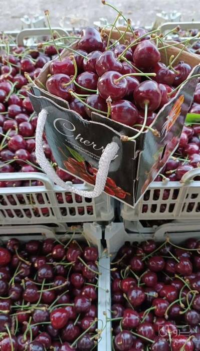 فروش آلبالو