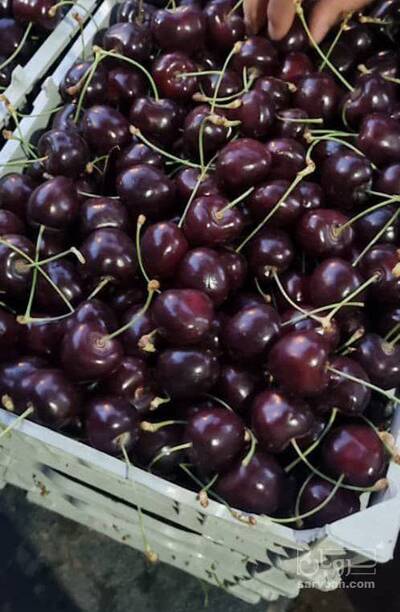 فروش گیلاس تکدانه