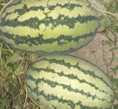 فروش هندوانه دراگون