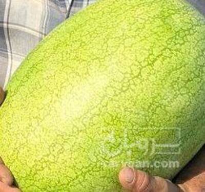 فروش هندوانه اورست