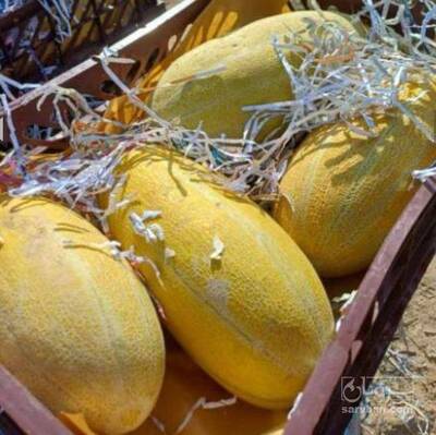 فروش خربزه مشهدی