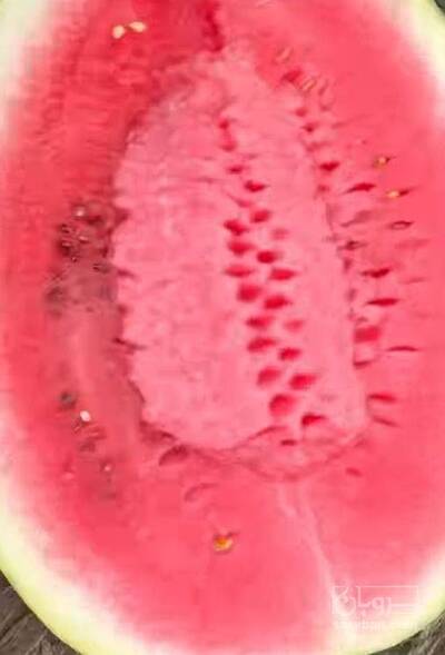 فروش هندوانه دراگون