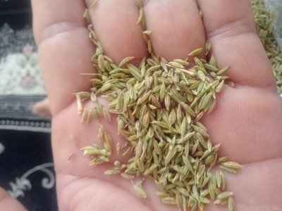 فروش زیره سبز