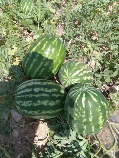 فروش هندوانه