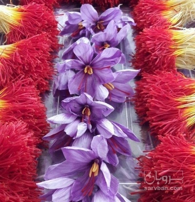 فروش زعفران نگین اتویی (گیاه‌ دارویی)