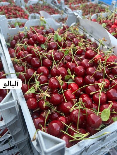 فروش آلبالو