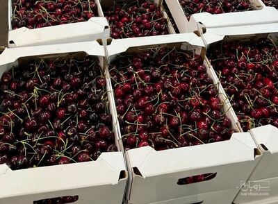 فروش گیلاس صادراتی تکدانه