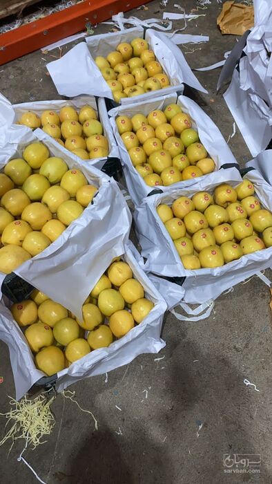 فروش سیب زرد