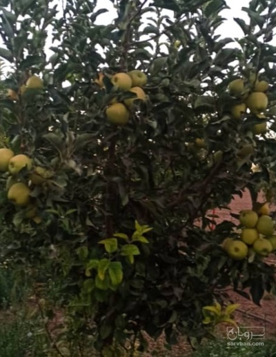 فروش سیب زرد
