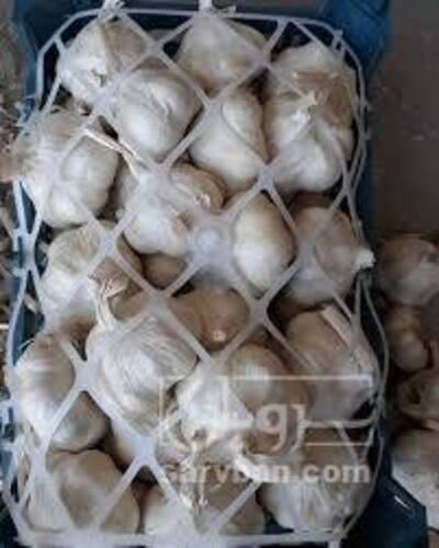 فروش سیرسفید