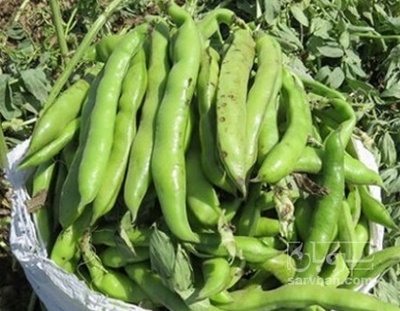 فروش باقلا تازه - باقالی - باقالا