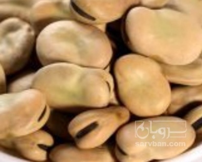 فروش باقلا تازه - باقالی - باقالا