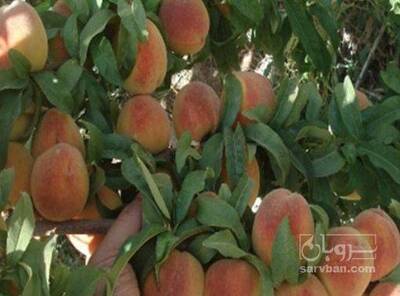 فروش هلو سردرختی