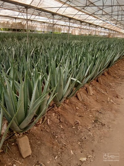 فروش آلوئه ورا (گیاه‌ دارویی)