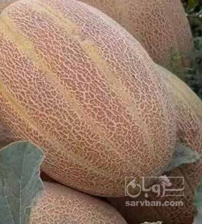 فروش خربزه جانا