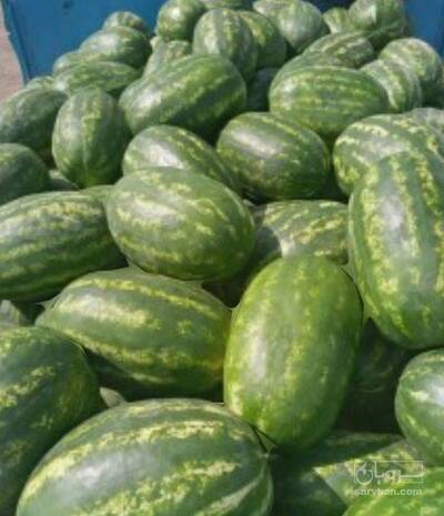 فروش هندوانه بیضی