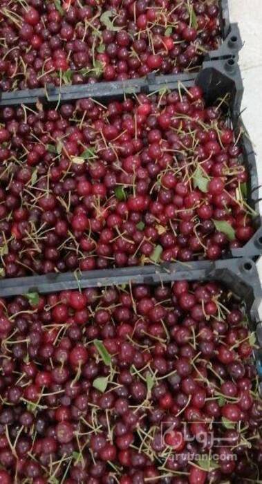 فروش آلبالو رسمی