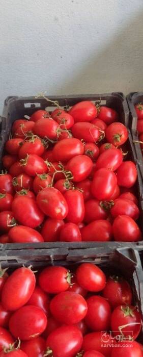 فروش گوجه فرنگی هوای آزاد