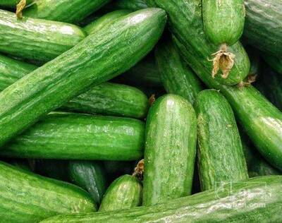 فروش خیار بوته ایی سبز