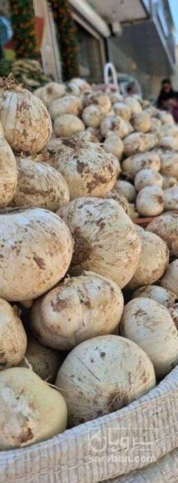 فروش موسیر کوهی تازه