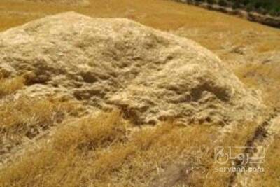 فروش کاه و کلش گندم