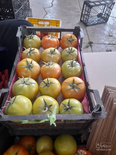 فروش گوجه فرنگی 4129 گلخانه ایی