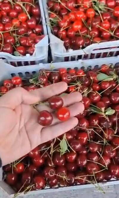 فروش آلبالو رسمی