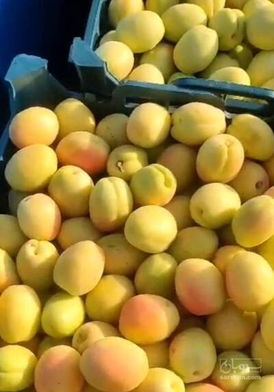 فروش زردآلو
