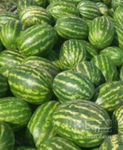 فروش هندوانه نیم بیضی