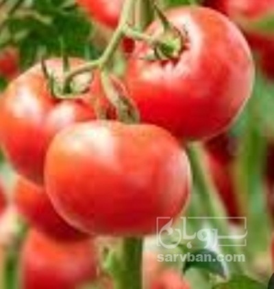 فروش گوجه فرنگی