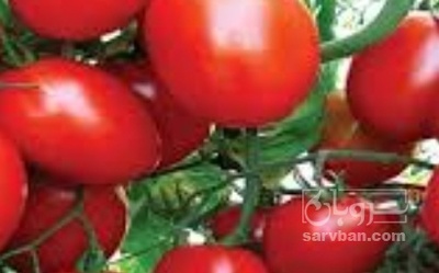 فروش گوجه فرنگی