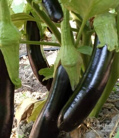 فروش بادمجان قلم هوای ازاد