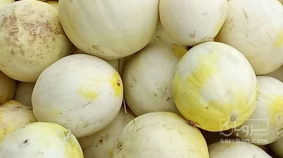 فروش خربزه احمدی محلی