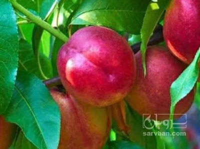 فروش شلیل سردرختی