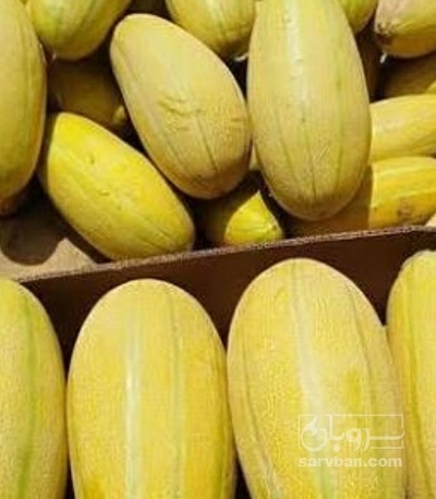 فروش خربزه مشهدی