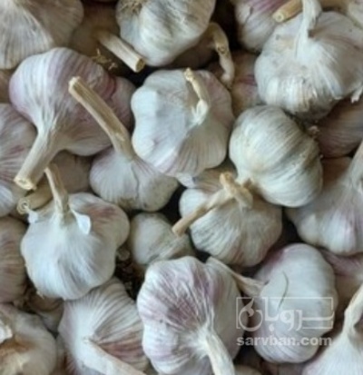 فروش سیر سفید