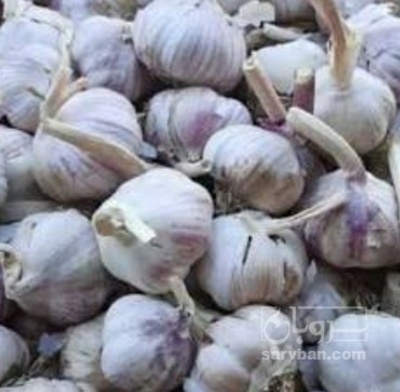 فروش سیر قرمز